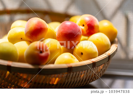 南高梅　梅 103947838