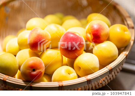 南高梅 梅 南高梅 梅 103947841