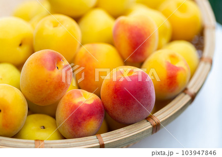 南高梅　梅 103947846