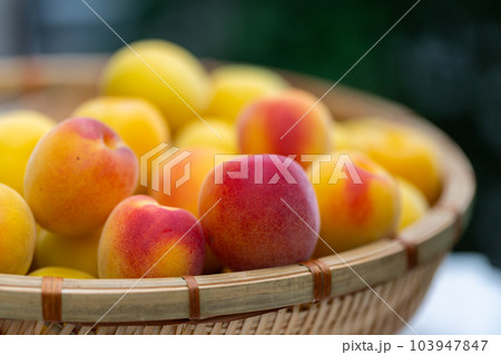 南高梅 梅 南高梅 梅 103947847