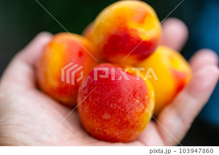 南高梅　梅 103947860