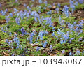 エゾエンゴサク 103948087