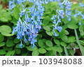 エゾエンゴサク 103948088