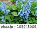 エゾエンゴサク 103948089