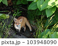 川辺で立ち止まるキタキツネ 103948090