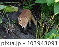 川辺で立ち止まるキタキツネ 103948091