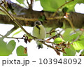 木の枝にとまるシジュウカラの幼鳥 103948092