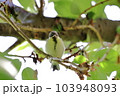 木の枝にとまるシジュウカラの幼鳥 103948093