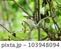 木の枝にとまるシジュウカラの幼鳥 103948094