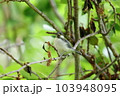 木の枝にとまるシジュウカラの幼鳥 103948095