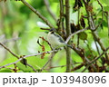 木の枝にとまるシジュウカラの幼鳥 103948096