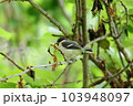 木の枝にとまるシジュウカラの幼鳥 103948097