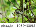 木の枝にとまるシジュウカラの幼鳥 103948098