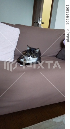 ソファー猫 103948601