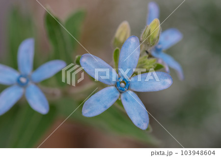 水色の星形の花　ルリトウワタ 103948604
