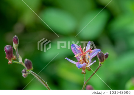 秋の庭の満開のホトトギス 秋の庭の満開のホトトギス 103948606