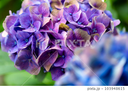 あじさいの花 あじさいの花 103948615