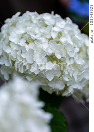 あじさいの花 103948625