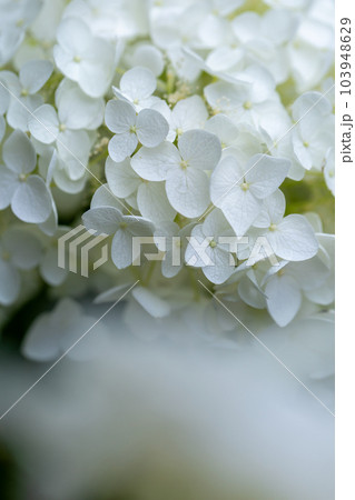 あじさいの花 103948629