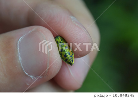 クロホシタマムシ　手づかみ 103949248