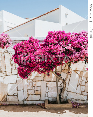Blooming bougainvillea in a garden strewn withの写真素材