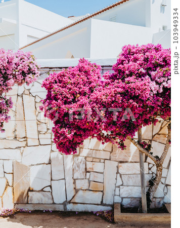 Blooming bougainvillea in a garden strewn with flowers. Blooming bougainvillea in a garden strewn with flowers. 103949334