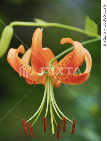 反り返って咲くオレンジ色の黄鹿の子百合 反り返って咲くオレンジ色の黄鹿の子百合 103950125