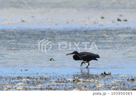 かがんで狙いを定め忍び足の海の黒い鳥 クロサギ かがんで狙いを定め忍び足の海の黒い鳥 クロサギ 103950365