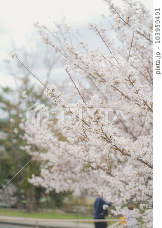 Sakura in Japan Sakura in Japan 103950401