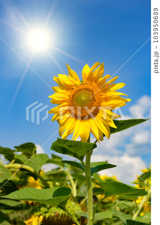 Sunflower flower against blue sky 103950689