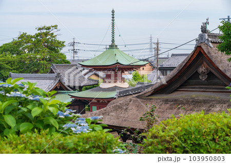性海寺、満開のあじさい〈愛知県稲沢市〉 性海寺、満開のあじさい〈愛知県稲沢市〉 103950803