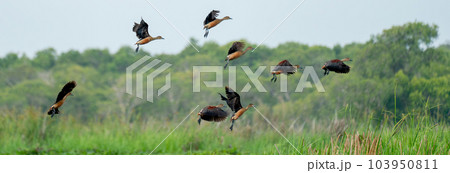 Wide image of group of whistling duck fly from grass field to sky near pond or water resirvior. Wide image of group of whistling duck fly from grass field to sky near pond or water resirvior. 103950811