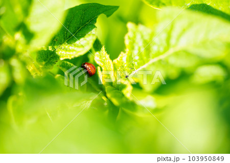 close-up. Macro photography of a Colorado potato beetle eating a potato leaf. close-up. Macro photography of a Colorado potato beetle eating a potato leaf. 103950849