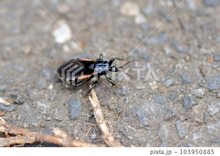 ビロウドサシガメ 103950885