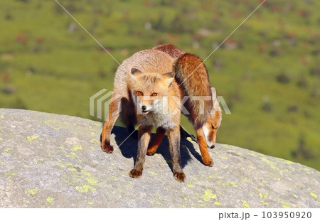 Beautiful wild red fox on mountains 103950920