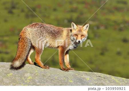 Beautiful wild red fox on mountains 103950921