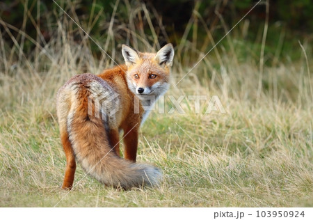 Beautiful wild red fox on mountains 103950924