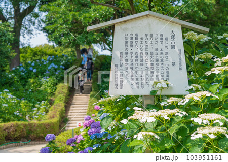 性海寺、満開のあじさい〈愛知県稲沢市〉 103951161