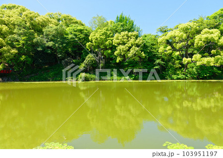 茶臼山と河底池に映える景観　若葉に新緑 103951197