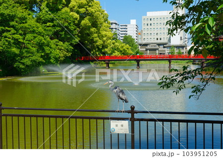 フェンスの上のアオサギと河底池　茶臼山　若葉に新緑 103951205