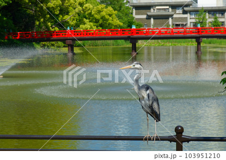 フェンスの上のアオサギと河底池　茶臼山　若葉に新緑 103951210
