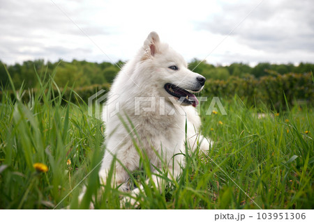 A fluffy white dog of the Samoyed breed lies on a green lawn among grass and flowers. A dog is a pet, friend and companion of a person. A fluffy white dog of the Samoyed breed lies on a green lawn among grass and flowers. A dog is a pet, friend and companion of a person. 103951306