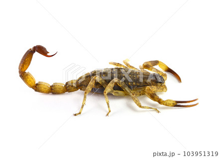 Scorpion (Lychas mucronatus) on white background 103951319