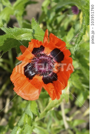 Oriental poppy Feuerriese 103951760