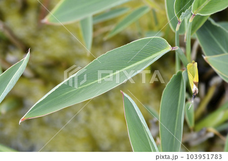 Powdery alligator-flag 103951783