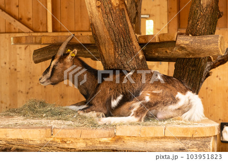 An adult brown goat resting in a barn near the hay 103951823