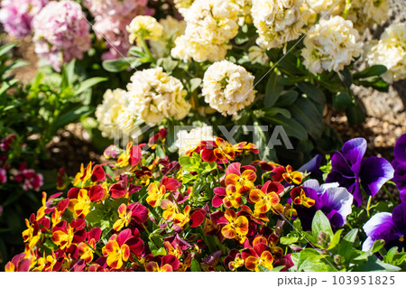 春の賑やかな花壇の花 春の賑やかな花壇の花 103951825