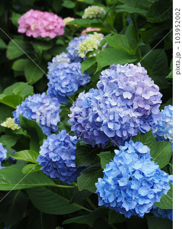 紫陽花 103952002