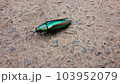 タマムシ 103952079