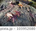 紅葉 103952080